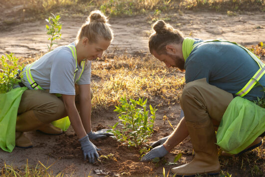 Campo de voluntariado Toledo Reverdece